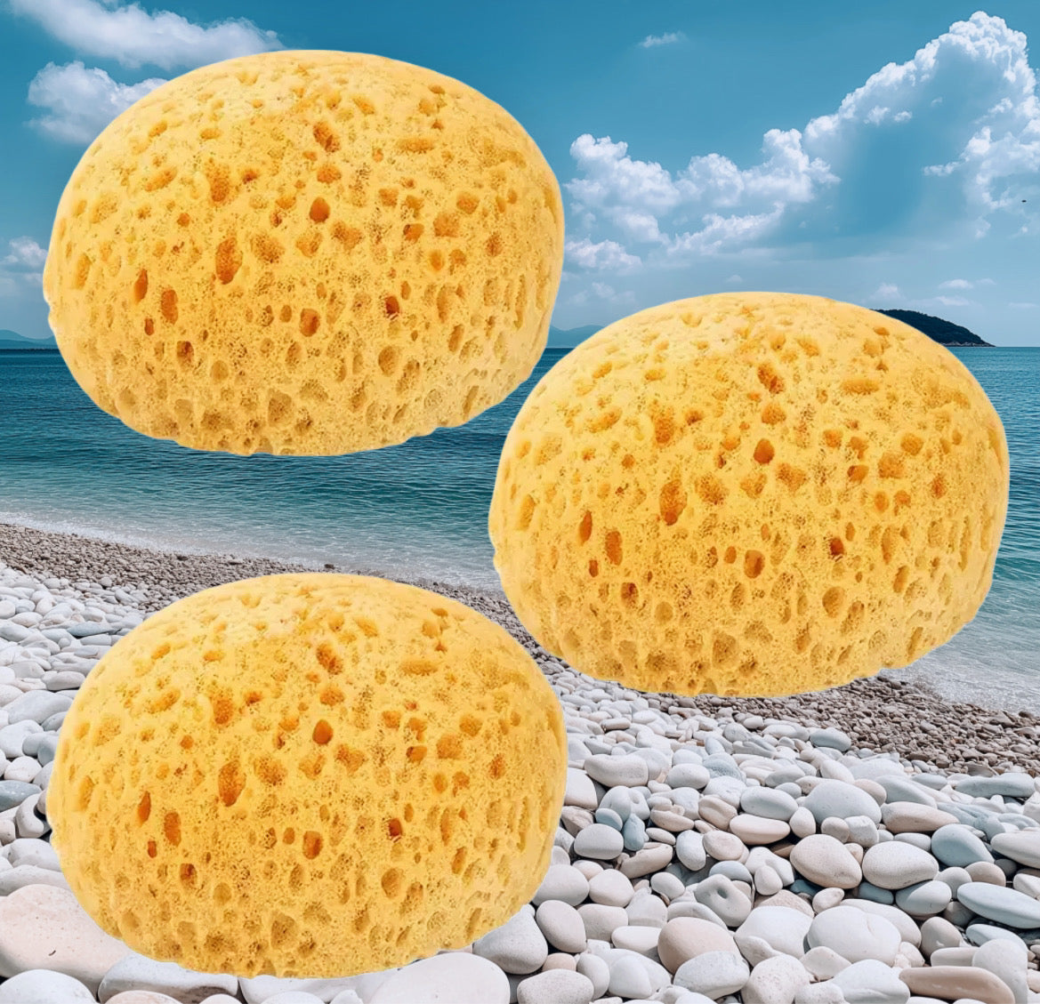 Seaweed Exfoliating Sponge- 1 Ct. Plus Sponge Drainer/Soap Box