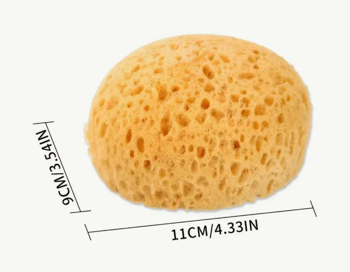 Seaweed Exfoliating Sponge- 1 Ct. Plus Sponge Drainer/Soap Box